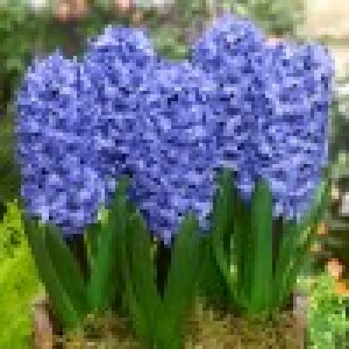 Hyacinth Delft Blue