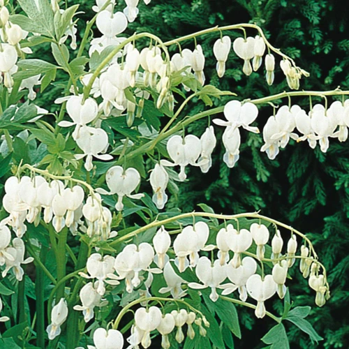 Spectabilis Alba