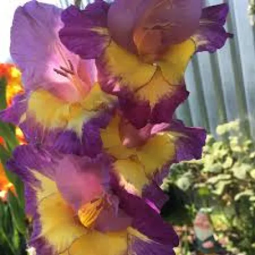 Gladiolus Dynamit