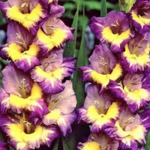 Gladiolus Dynamit