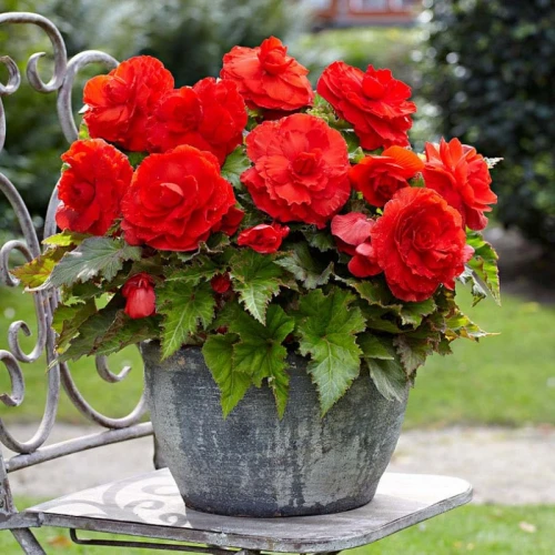 Begonia double Red