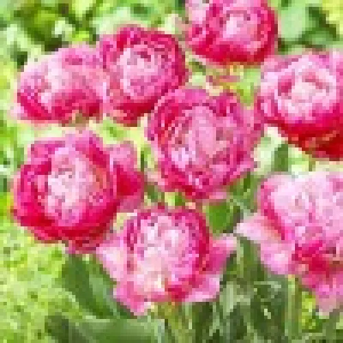 Tulipan Double Sugar