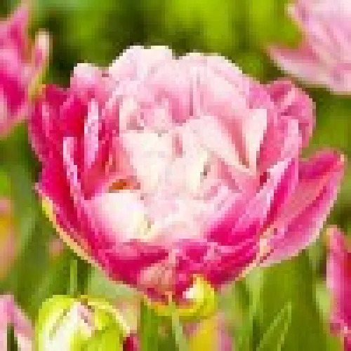 Tulipan Double Sugar