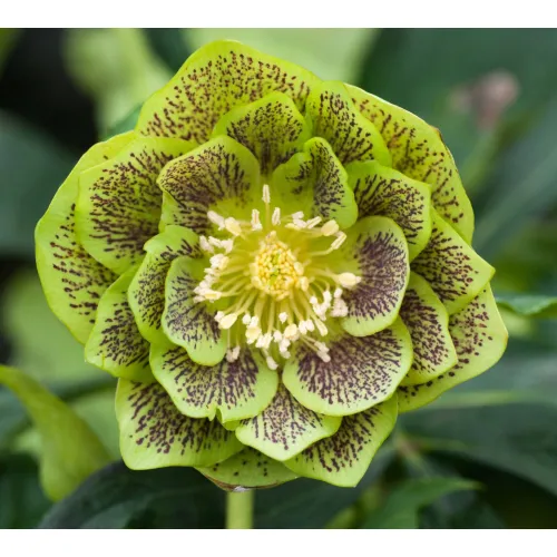Helleborus Double Ellen Green