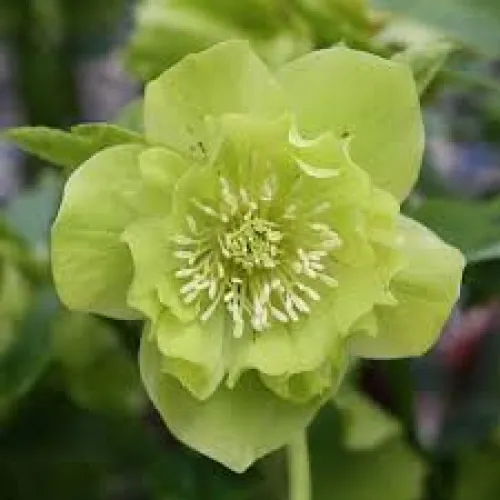 Helleborus Double Ellen Green