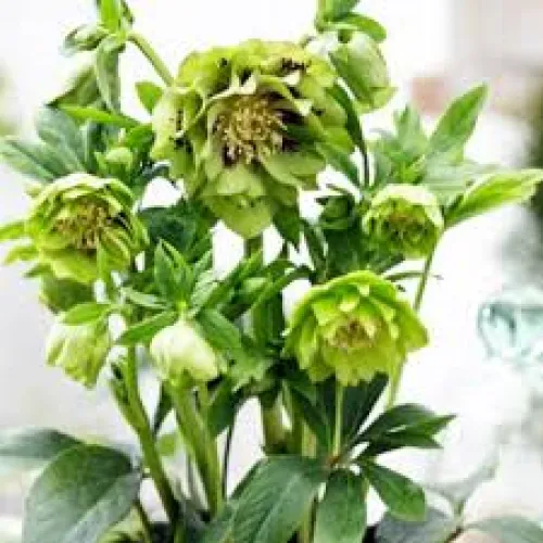 Helleborus Double Ellen Green
