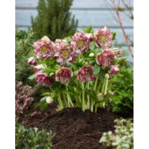 Helleborus Double Ellen Picotee