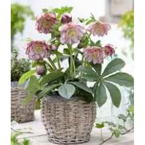 Helleborus Double Ellen Picotee