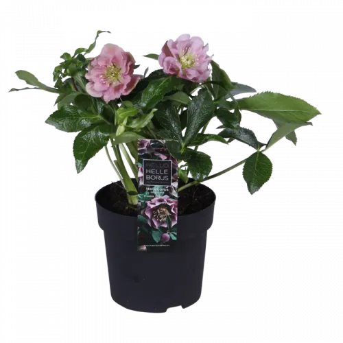 Čemerica/Helleborus Double Ellen Pink 40 cm 