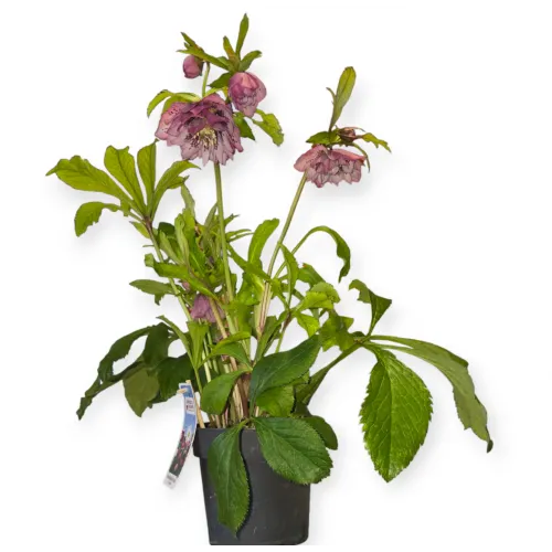 Čemerica/Helleborus Double Ellen Pink 40 cm 