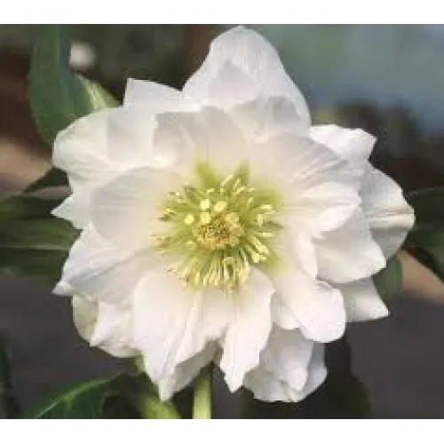 Helleborus  Double Ellen White
