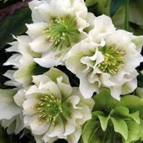 Helleborus  Double Ellen White