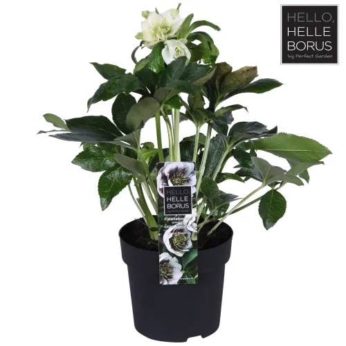 Čemerica/Helleborus double white -40-50 cm 