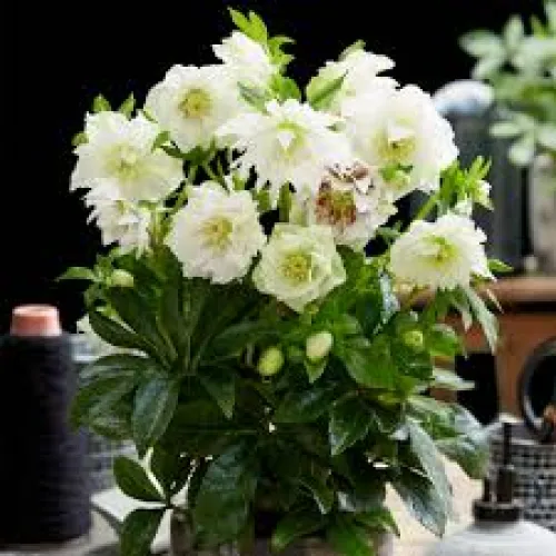 Čemerica/Helleborus double white -40-50 cm 