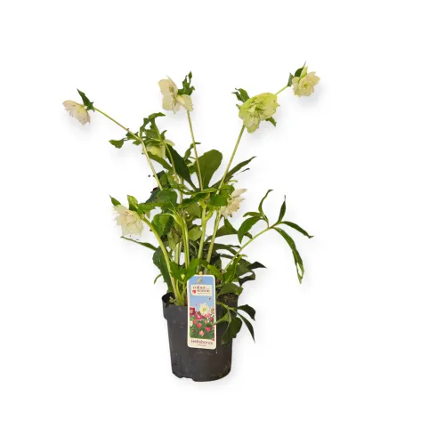 Čemerica/Helleborus double white -40-50 cm 