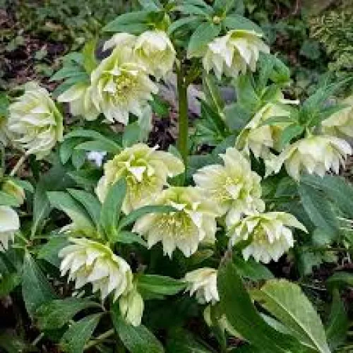 Čemerica/Helleborus double white -40-50 cm 
