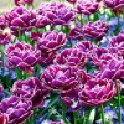 Tulipan Dream Touch