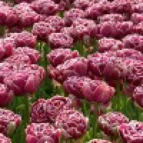Tulipan Dream Touch