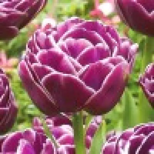 Tulipan Dream Touch