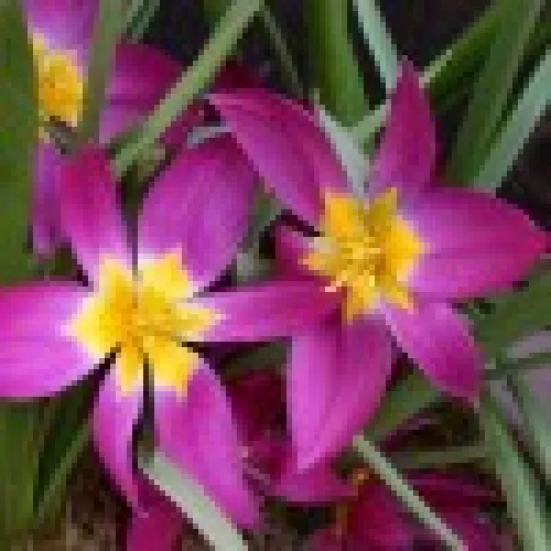 Eastern Star