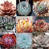 Echeveria 