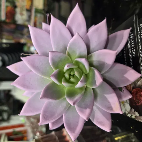 Echeveria miranda light pink /svetlo ružová
