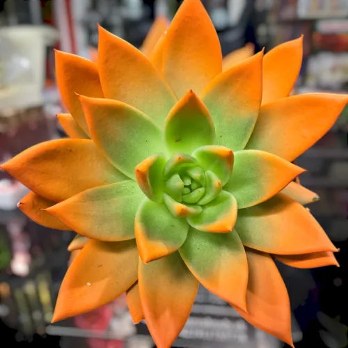 Echeveria miranda orange /oranžová