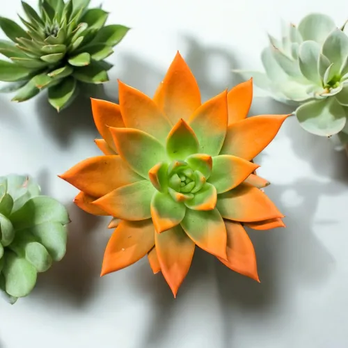 Echeveria miranda orange /oranžová