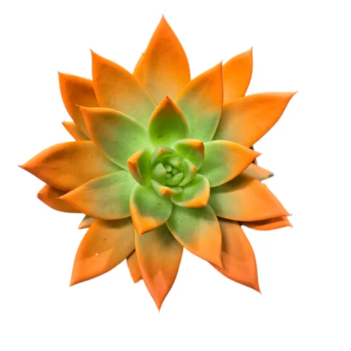 Echeveria miranda orange 