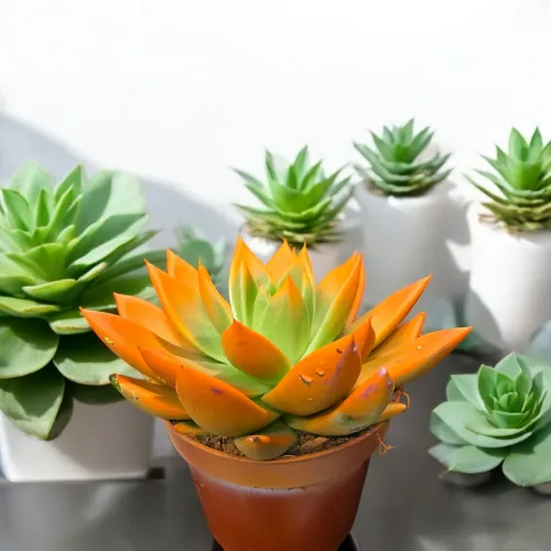 Echeveria miranda orange /oranžová