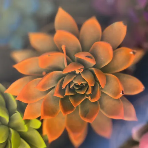 Echeveria miranda orange 