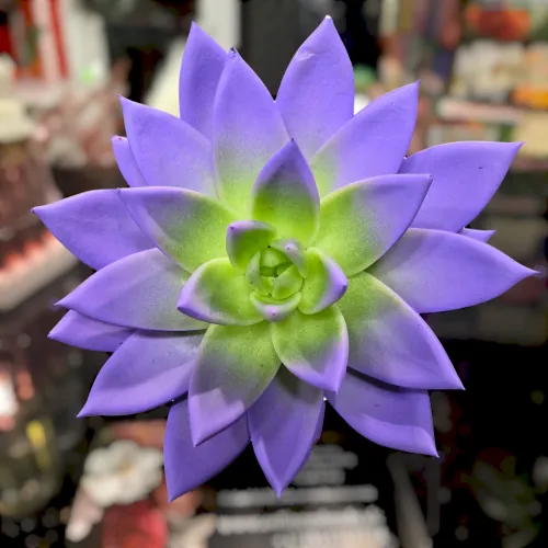 Echeveria miranda purple / fialová