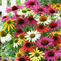 Echinacea