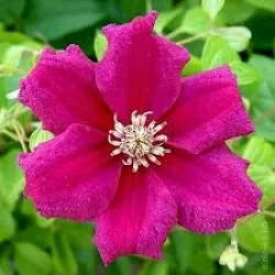 Clematis Ernest Markham