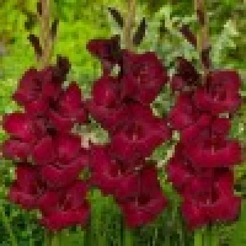 Gladiolus Espresso