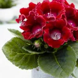 Gloxinia / Sinningia Etoile de Feu 