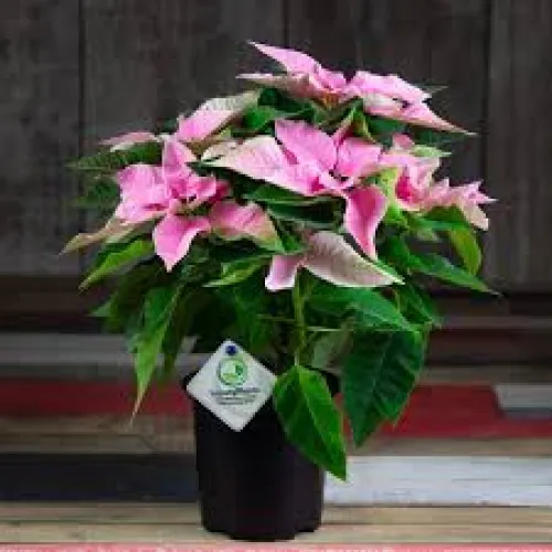 Vianočna ruža -Euphorbia princ pink 