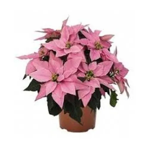 Vianočna ruža -Euphorbia princ pink 
