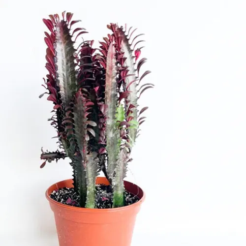 Euphorbia Trigona Rubra