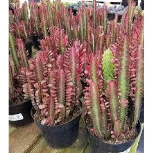 Euphorbia Trigona Rubra