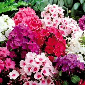 Phlox
