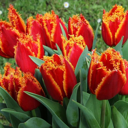 Tulip Fabio