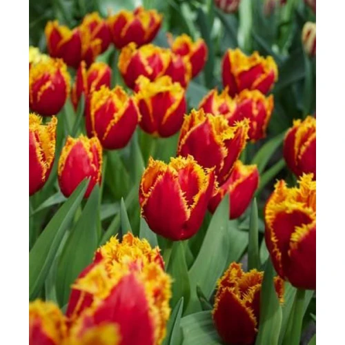 Tulip Fabio