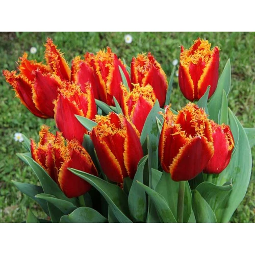 Tulip Fabio