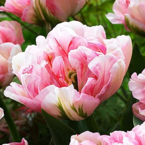 Tulipan Finola