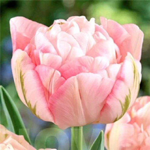 Tulipan Finola