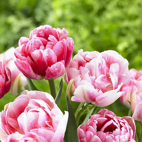 Tulipan Finola