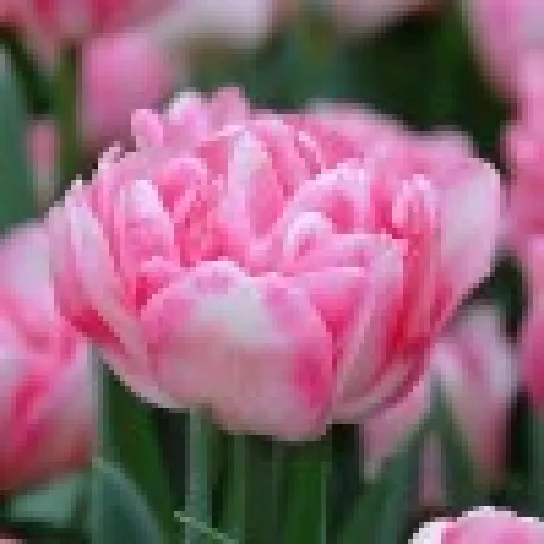Tulipan Foxtrot