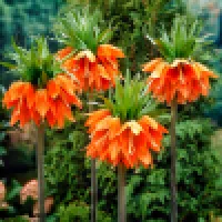 Fritillaria/Korunkovky