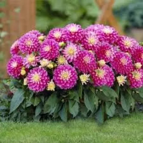 Dahlia Gallery Rembrandt 